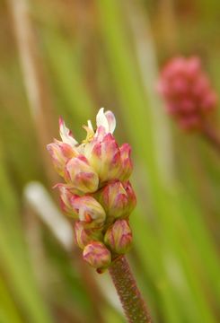 Image of sticky tofieldia