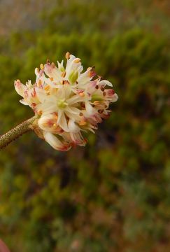 Image of sticky tofieldia