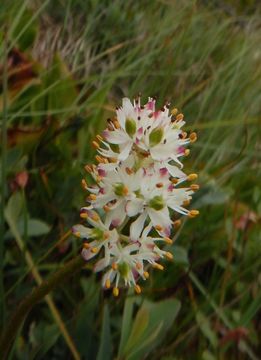 Image of sticky tofieldia