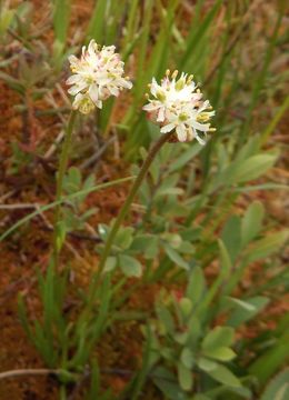 Image of sticky tofieldia