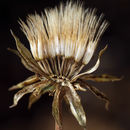 Microseris sylvatica (Benth.) Sch. Bip. resmi