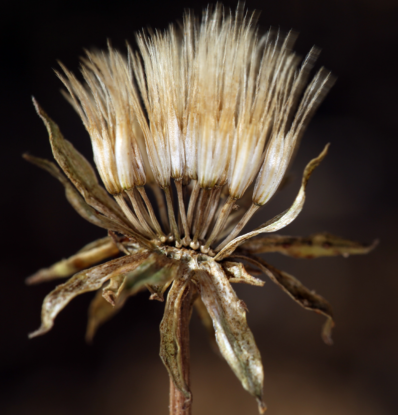 Image of sylvan scorzonella