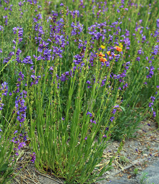 Image of Rocky Mountain penstemon