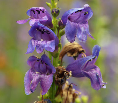 Image of Rocky Mountain penstemon