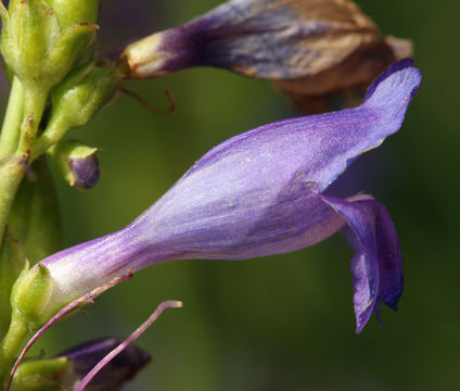 Image of Rocky Mountain penstemon