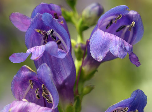 Image of Rocky Mountain penstemon