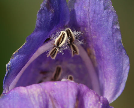 Image of Rocky Mountain penstemon