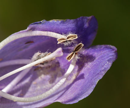 Image of Rocky Mountain penstemon