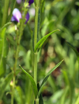 Image of Rocky Mountain penstemon