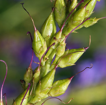 Image of Rocky Mountain penstemon