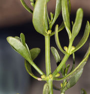 Image of dense mistletoe