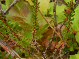 Image of black crowberry