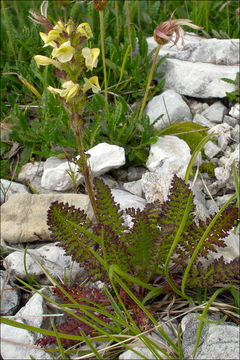 Image of Pedicularis julica E. Mayer