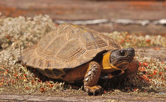 Image de Tortue des bois