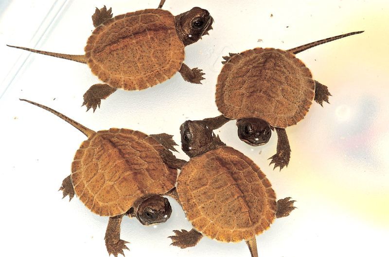 Image of Wood Turtle