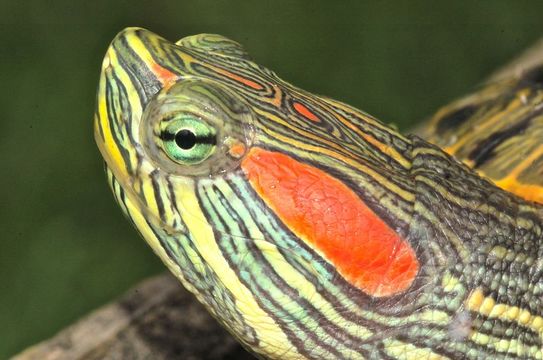 Imagem de Trachemys scripta elegans (Wied 1838)