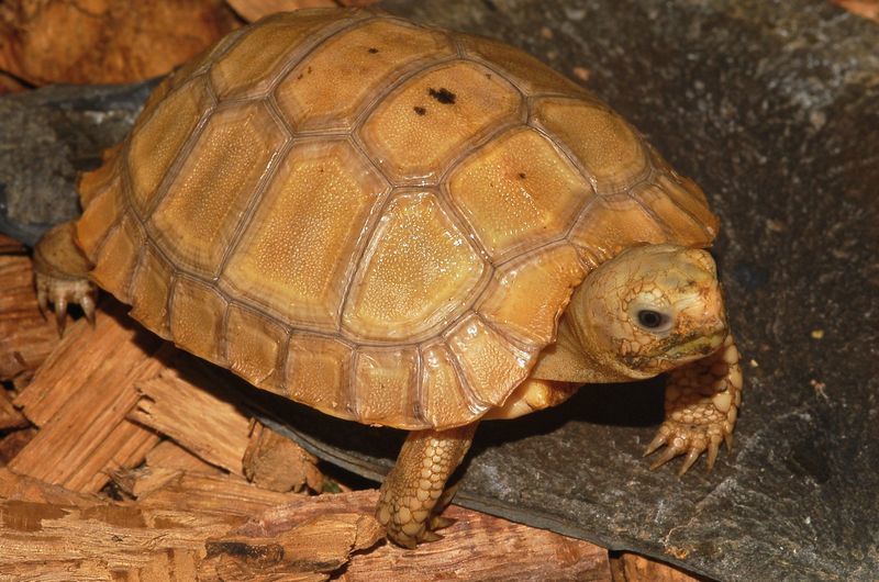 Image of Elongated Tortoise