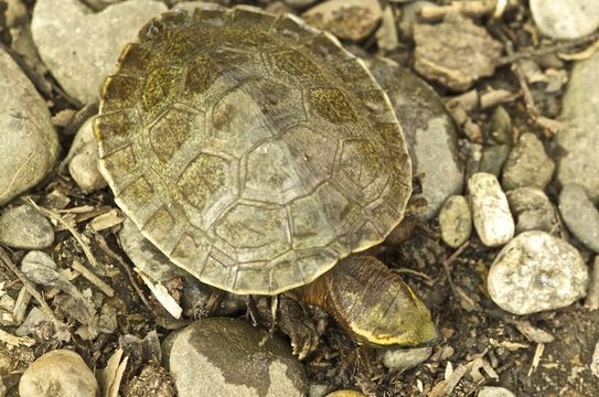 Image of Central American River Turtle