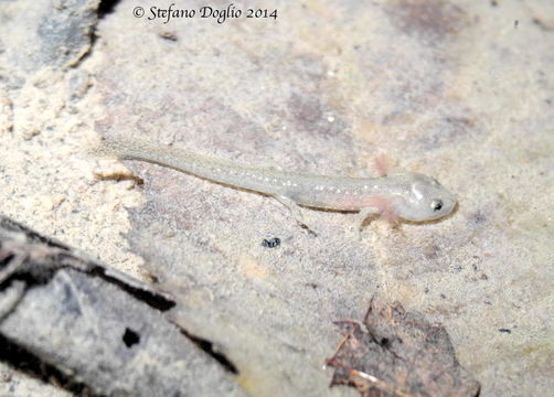 Image of Northern spectacled salamander