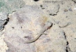 Image of Northern spectacled salamander