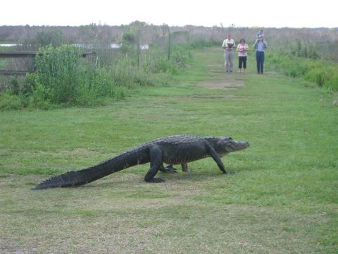 Image of American alligator