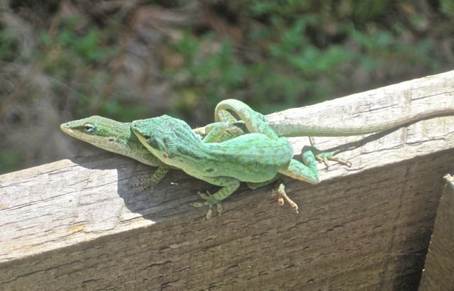 Image of American Anole