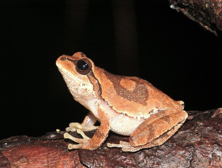 Image of pine woods treefrog