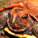Image of Ryukyu Black-breasted Leaf Turtle