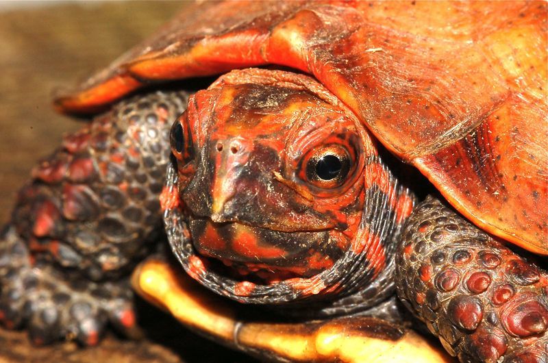 Image of Ryukyu Black-breasted Leaf Turtle