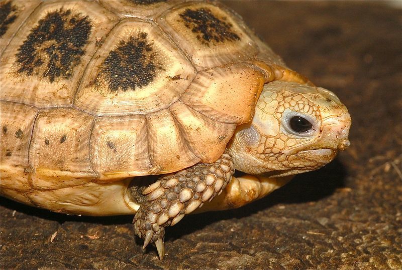 Image of Celebes Tortoise