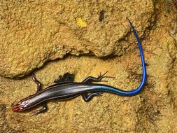 Image of Southeastern Five-lined Skink