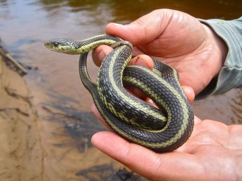 Image of Thamnophis sirtalis sirtalis (Linnaeus 1758)