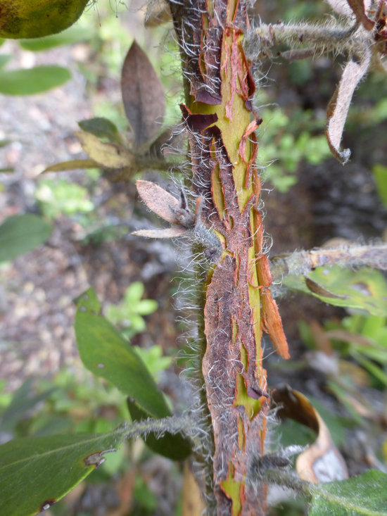 Image of hairy manzanita