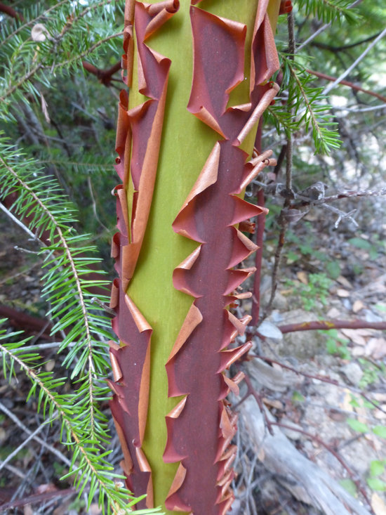 Image of hairy manzanita