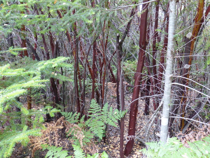 Image of hairy manzanita