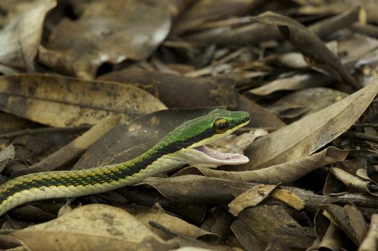 صورة Leptophis mexicanus A. M. C. Duméril, Bibron & A. H. A. Duméril 1854