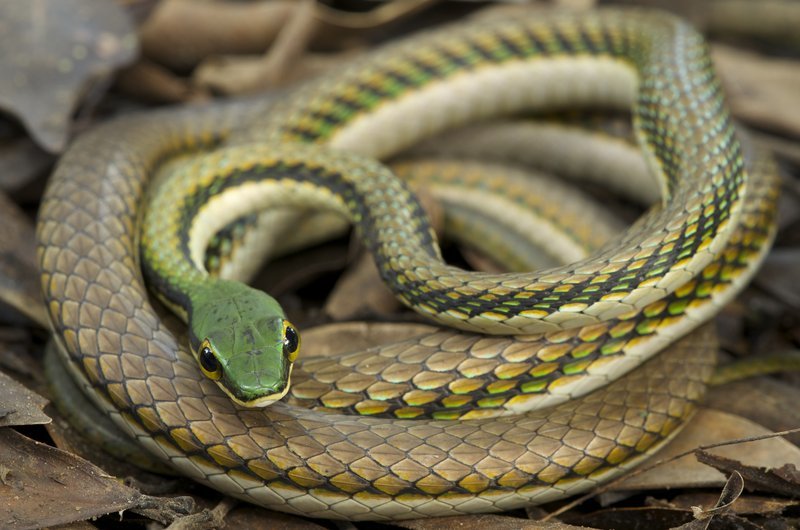 Image of Mexican Parrot Snake