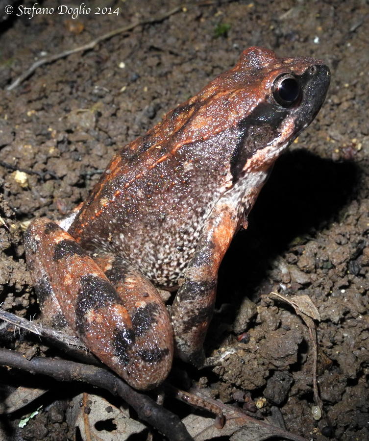 Image of Italian Stream Frog