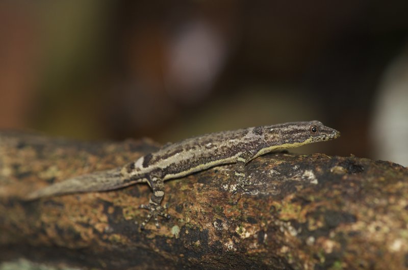 Image of Least Gecko