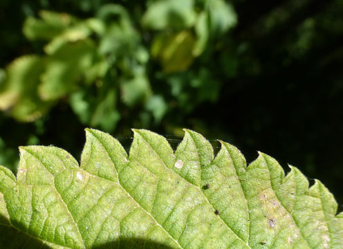 Image of <i>Urtica dioica</i> ssp. <i>holosericea</i>