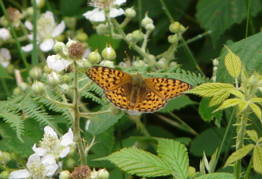 Image de <i>Argynnis aglaja</i>