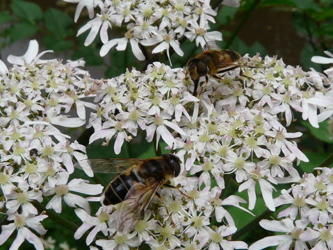 Image of Eristalis