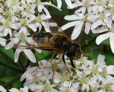 Image of Drone Flies