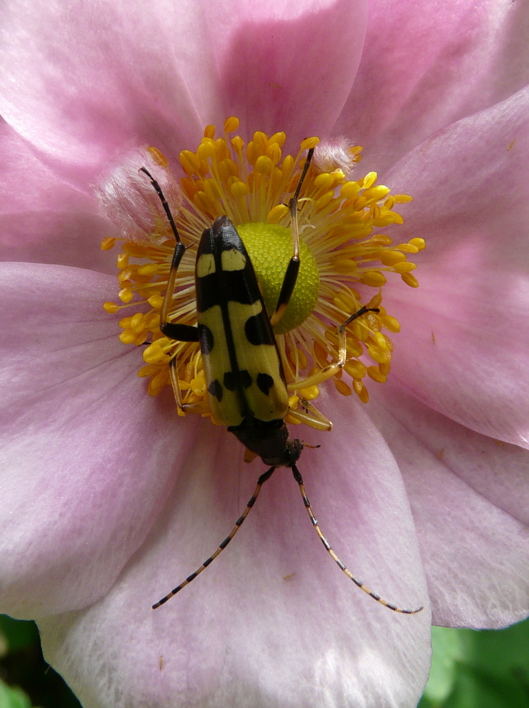 Image of Yellow and black longhorn