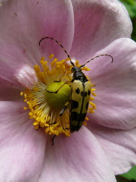 Image of Yellow and black longhorn