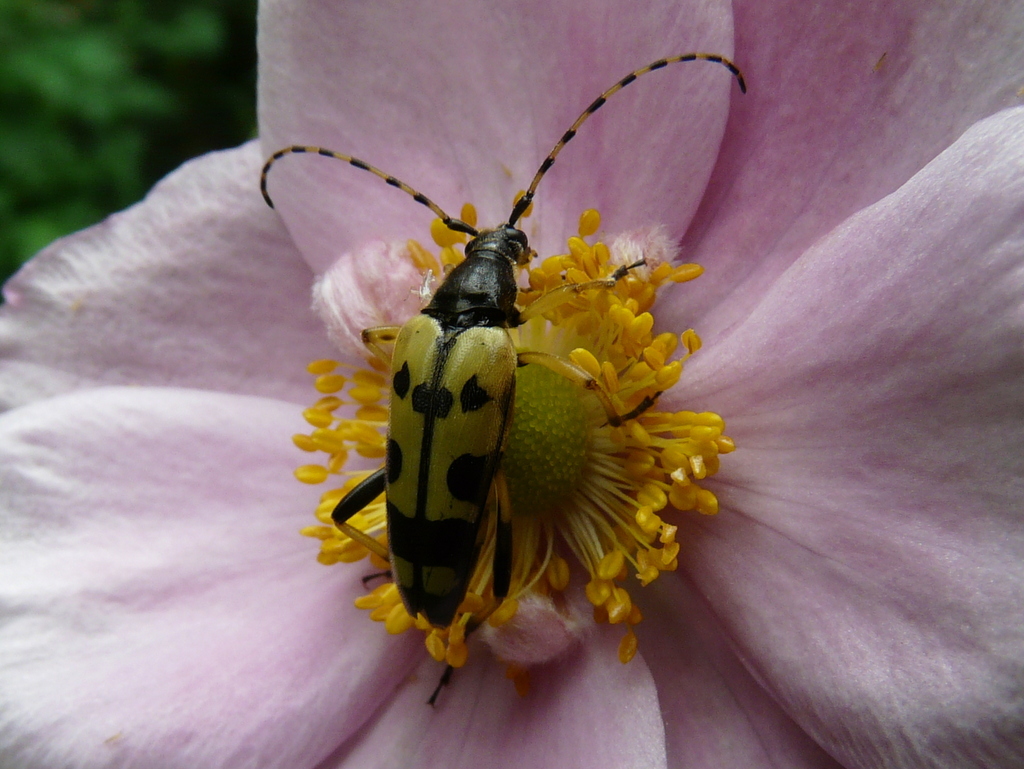 Image of Yellow and black longhorn