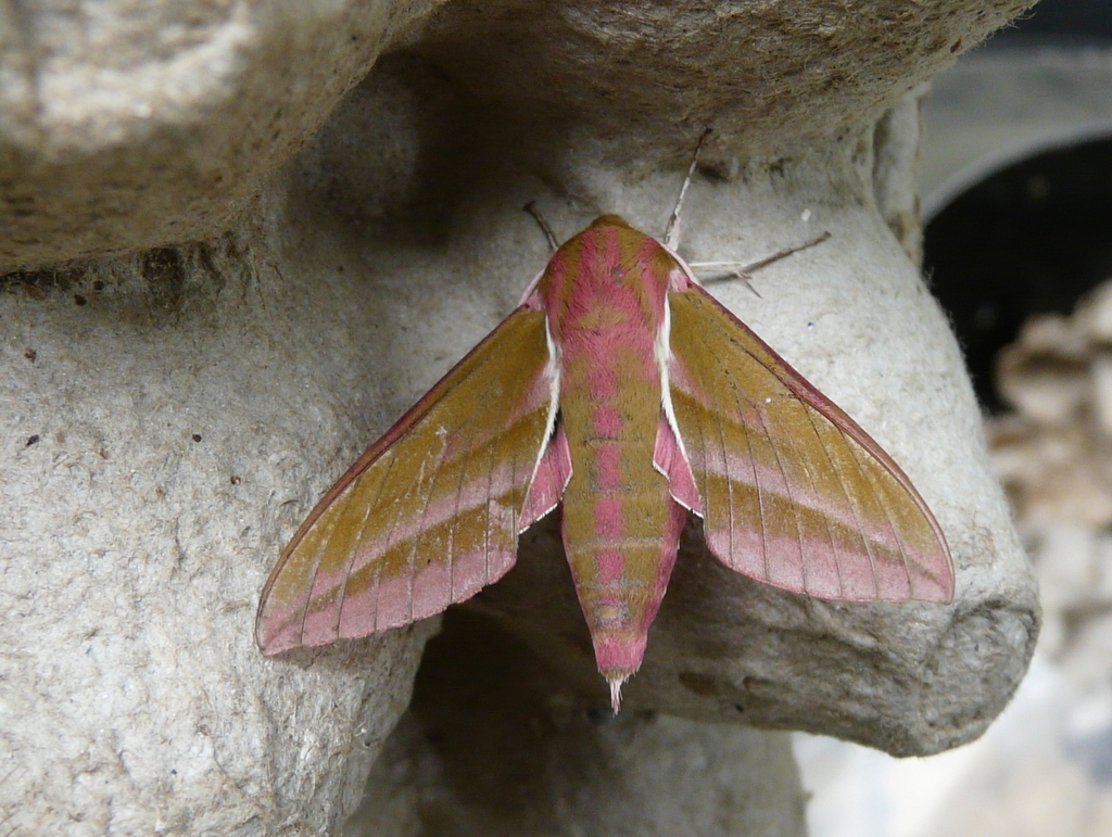Image of elephant hawk-moth