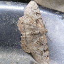 Image of The Engrailed