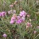 Image of Bog Heather