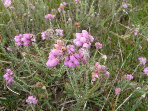 Image of Bog Heather